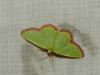 Eucrostes indigenata